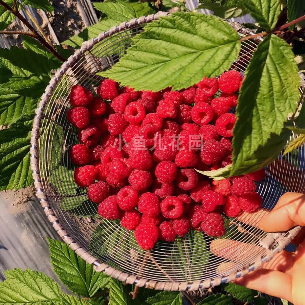 当年结果红黄树莓杯苗阳台窗台露台庭院广东广西海南都可以种