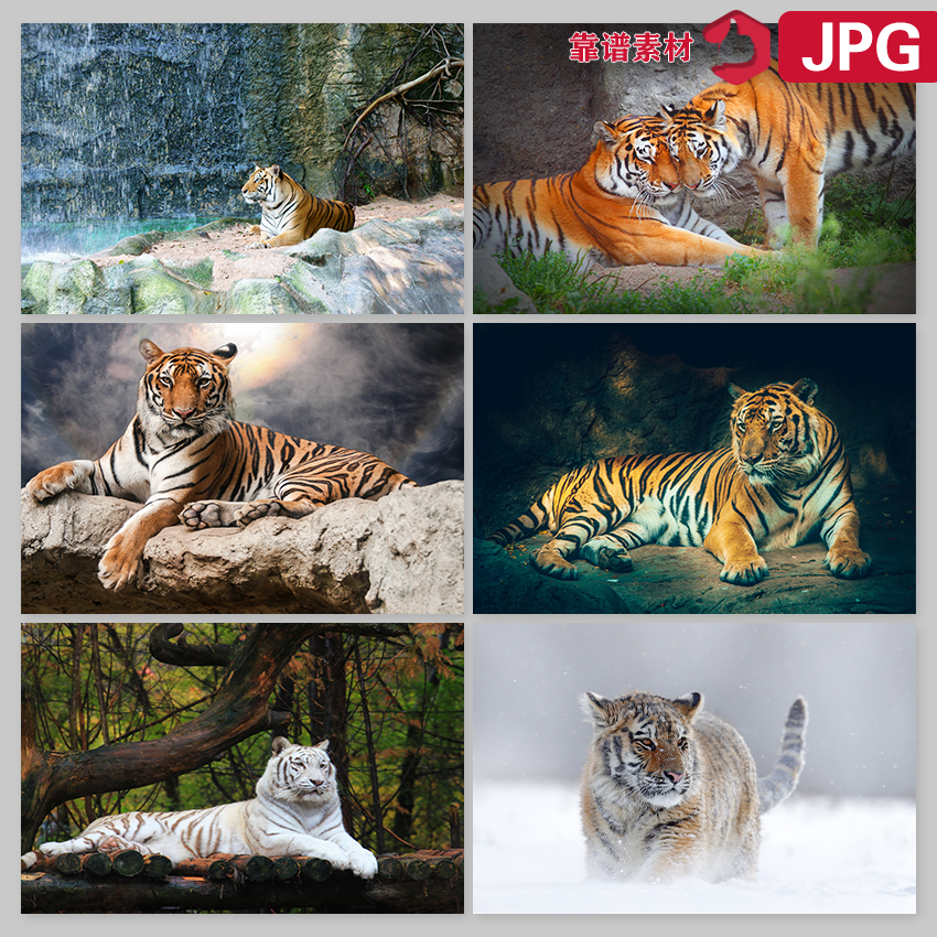 老虎豹子东北虎动物装饰画高清图片设计素材