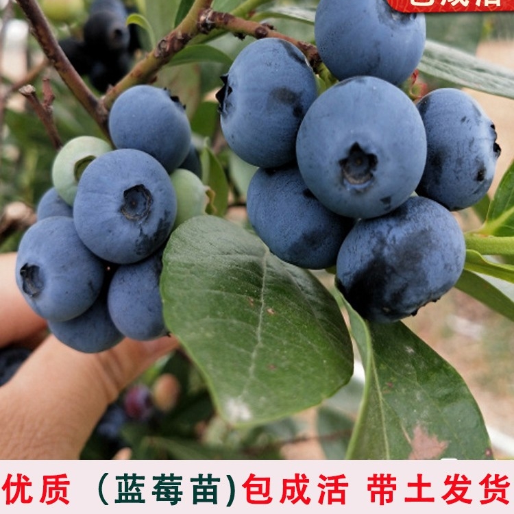 特大蓝莓树苗四季水果树盆栽地栽南方北方种植蓝莓树果苗当年结果