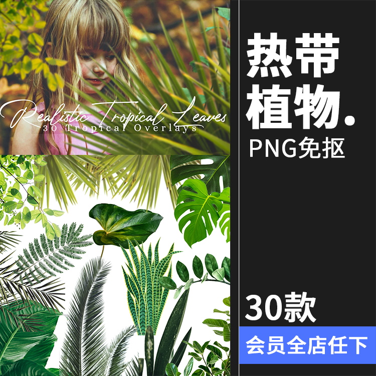 真实热带植物树叶龟背竹遮挡前景效果PNG照片叠层影楼后期PS素材