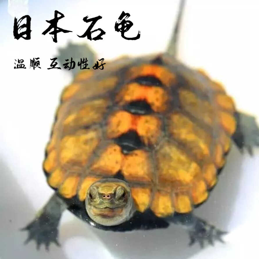 外塘纯种日本石龟活体小乌龟活物宠物龟苗招财龟观赏龟日石水龟