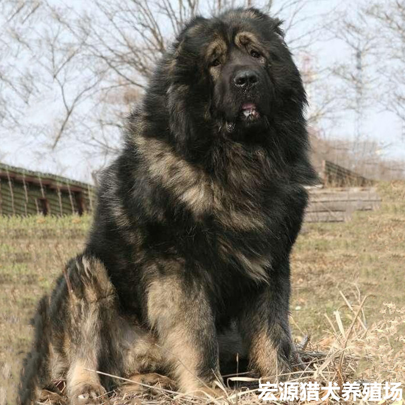 高加索犬幼犬巨型纯种熊版牧羊犬幼崽俄罗斯大型护卫狗超大宠物狗