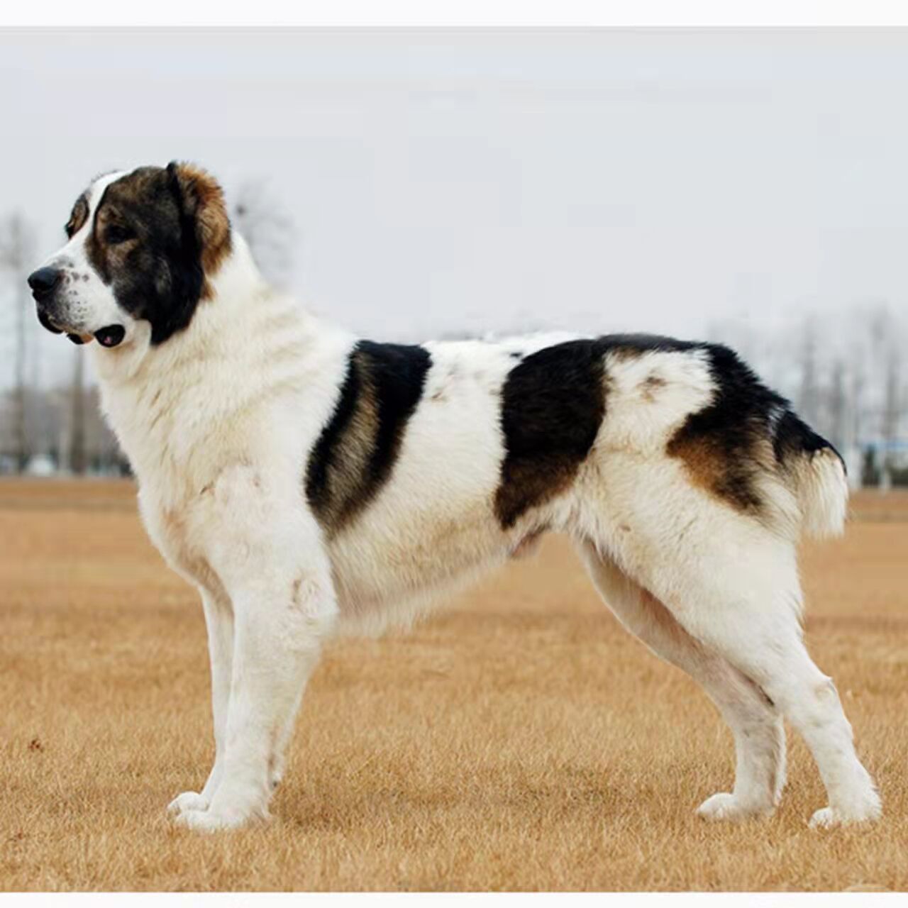 中亚牧羊犬幼犬纯种猎狼巨型犬猛犬俄罗斯大型狗狗看家护院看场地