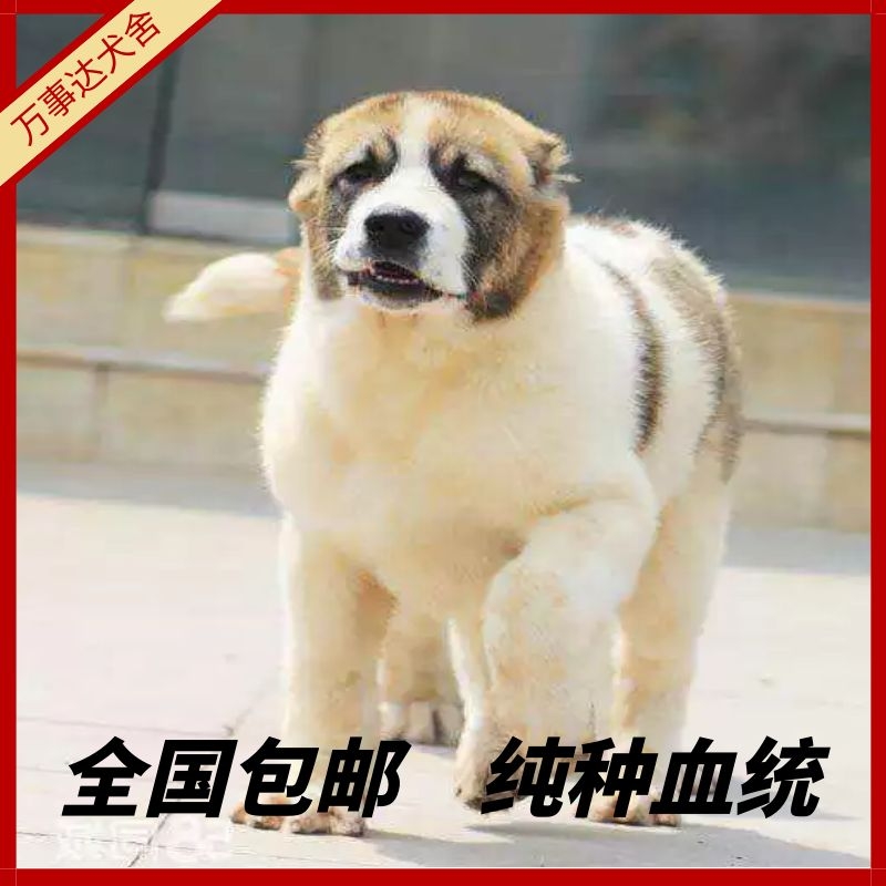 纯种中亚牧羊犬幼犬大型犬超大俄罗斯狗仔活体猎犬中亚犬幼崽出售