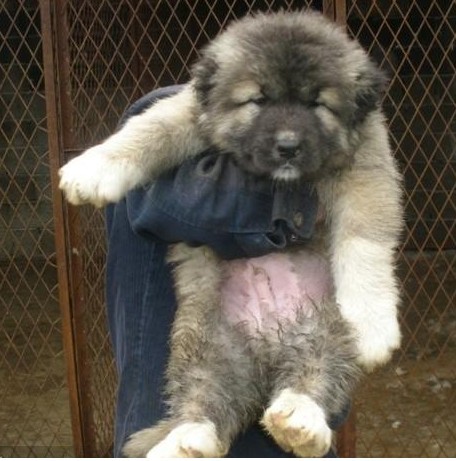高加索幼犬 俄罗斯熊版高加索幼犬大型护卫犬活体幼犬巨型赛级犬