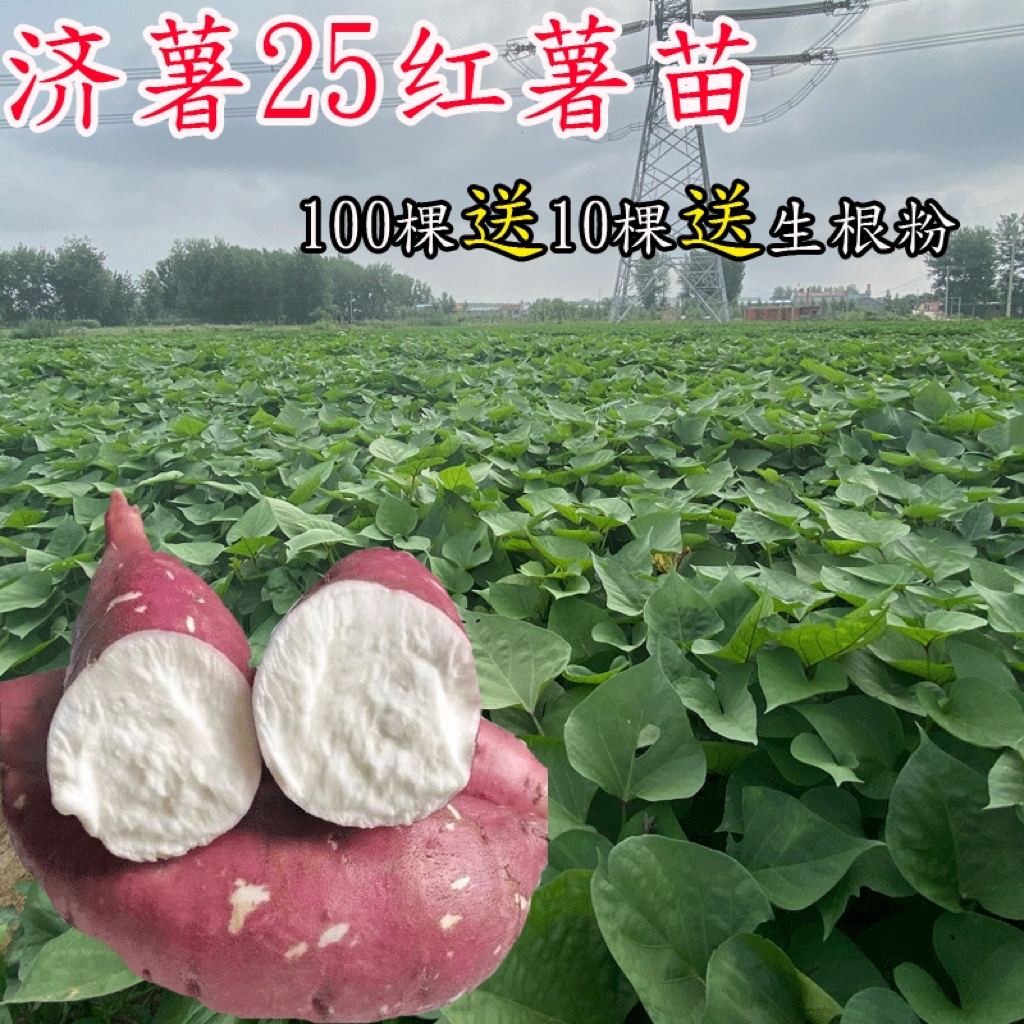 红薯苗济薯25号白心板栗薯高淀粉地瓜秧藤高产脱毒原种种植农科院