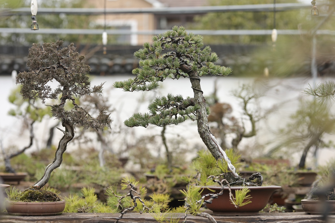 五针松盆景中型国产斜干造型庭院摆放养护简单树龄50年