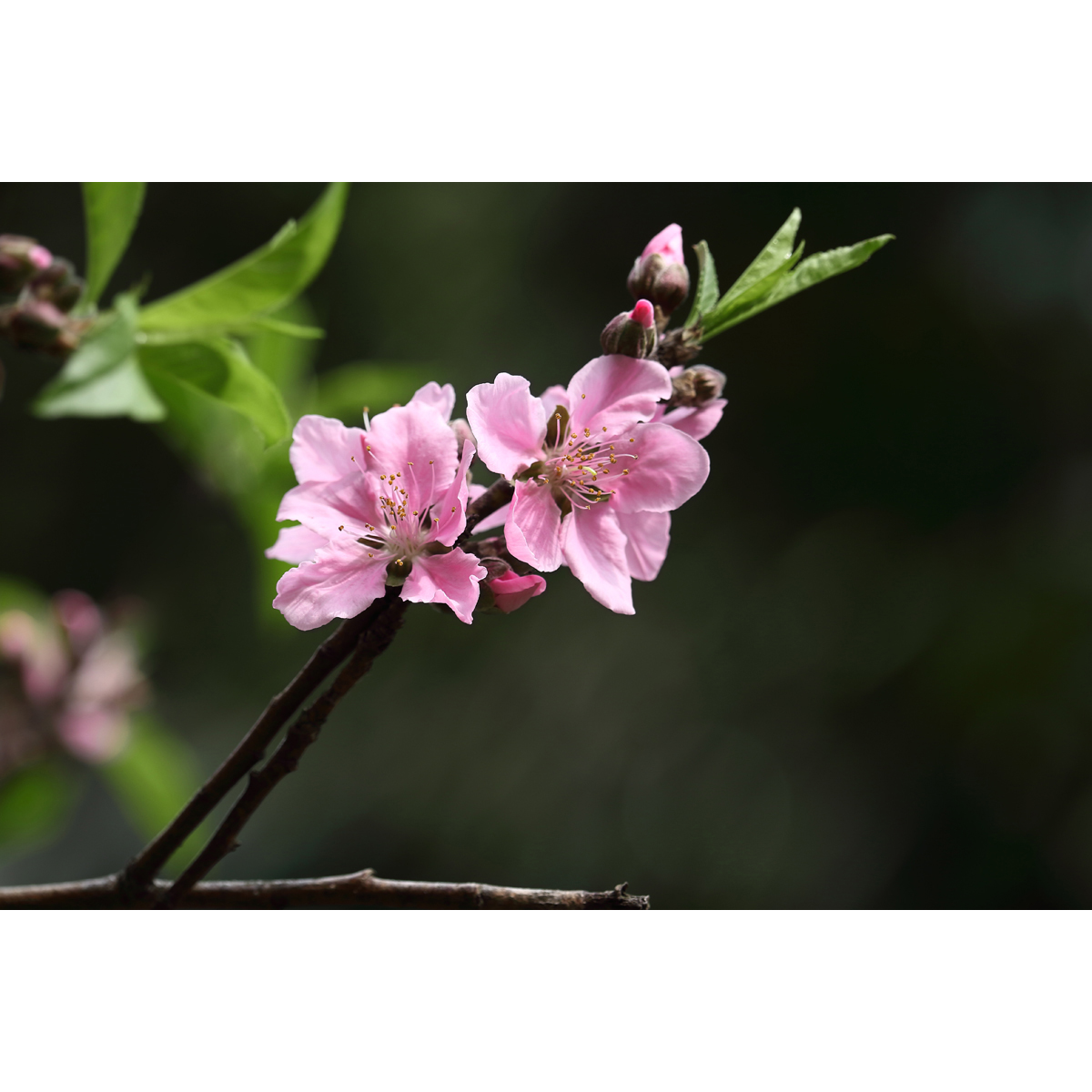 原创高清花卉摄影 - 桃花/普通粉红品种(1张) 高分辨率壁纸图片