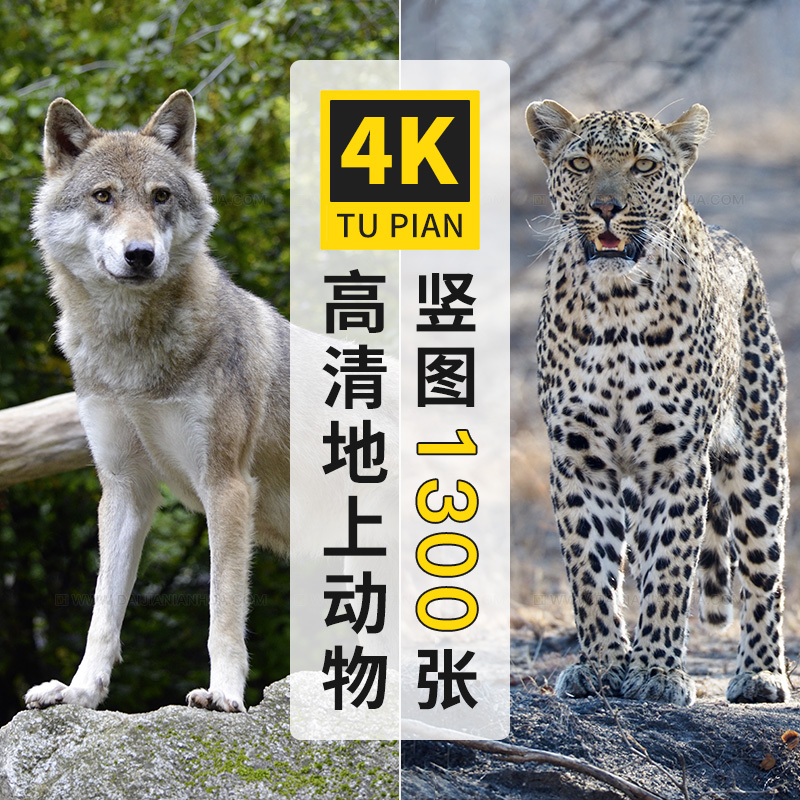 老虎狮子大象狼豹熊猴子松鼠4K高清手机图片壁纸海报背景jpg素材