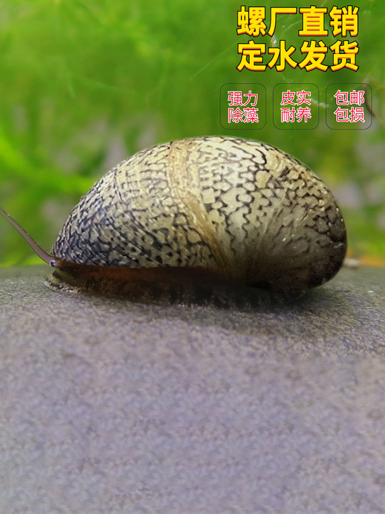 泰国黄金刚螺斑马螺除藻淡水鱼缸壁藻褐藻螺黑金刚螺观赏螺鲍鱼螺