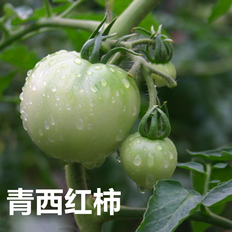 青西红柿 农家自种 绿番茄 新鲜蔬菜现摘500g