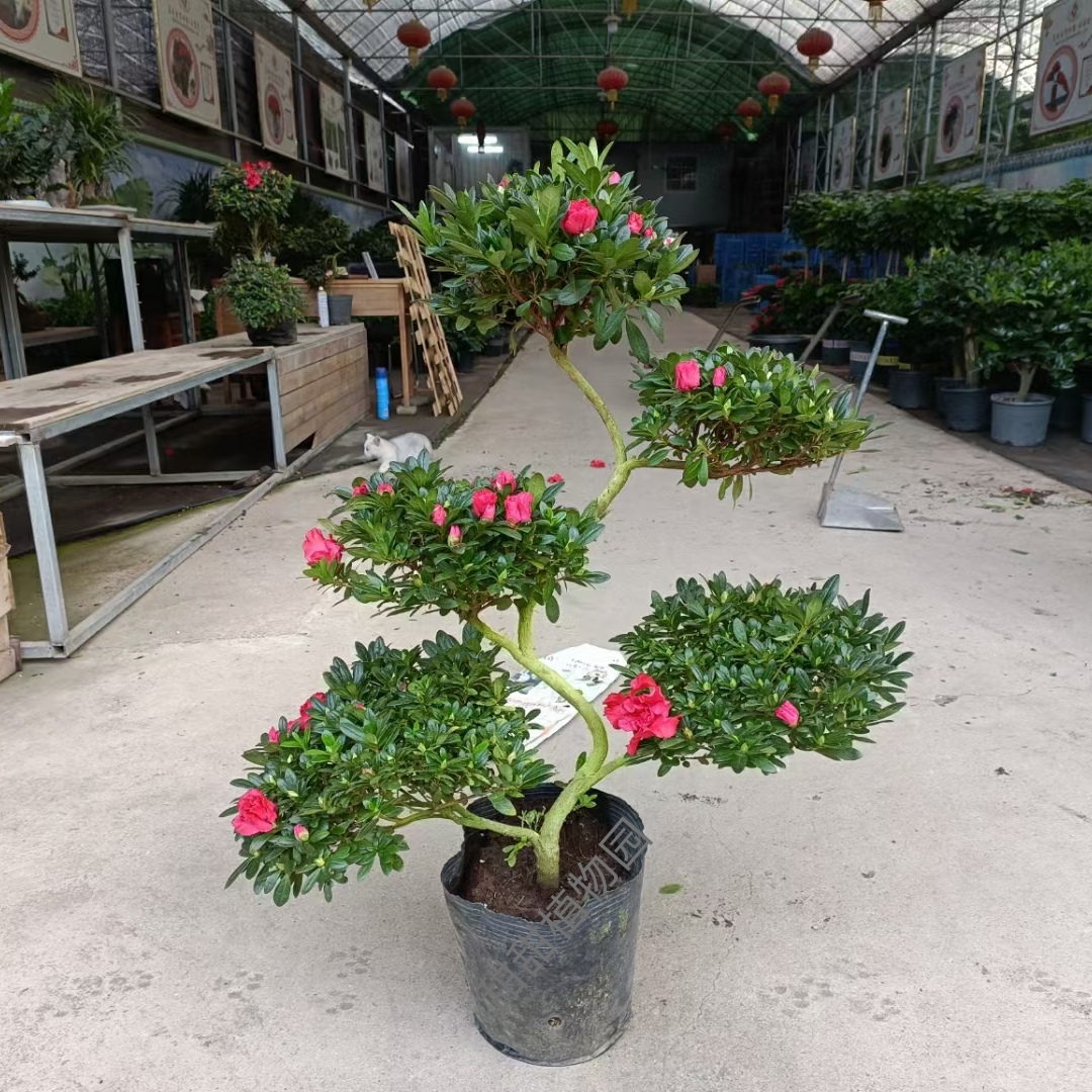 造型游龙杜鹃花盆栽盆景室内室外绿植花卉杨梅红樱桃红西玛小桃红