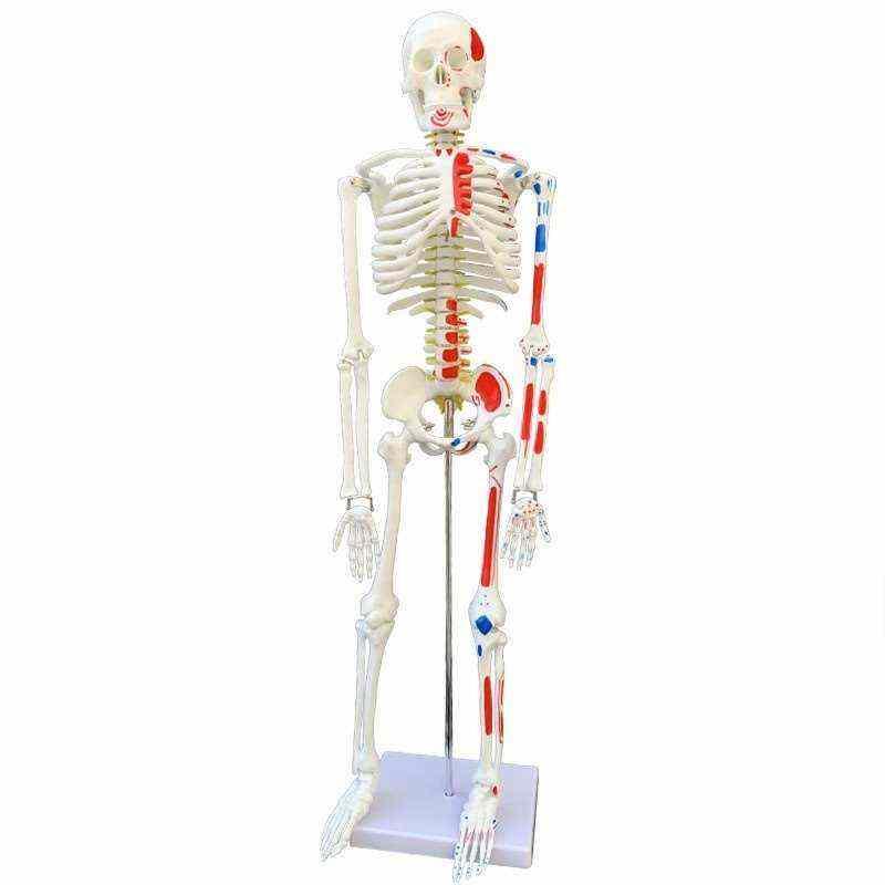 极速肘关节解剖神经脊柱骨骼模型肩颈人体质量教学韧带腰椎骨架头