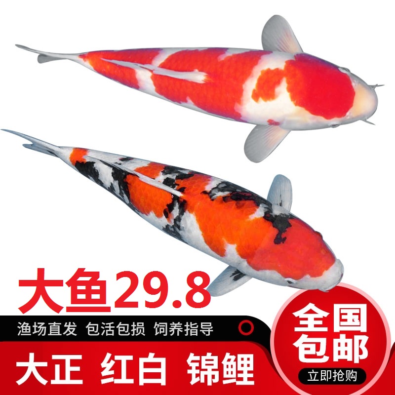 日本锦鲤鱼活体大型冷水观赏鱼纯种金鱼大鱼红白大正昭和白写龙凤