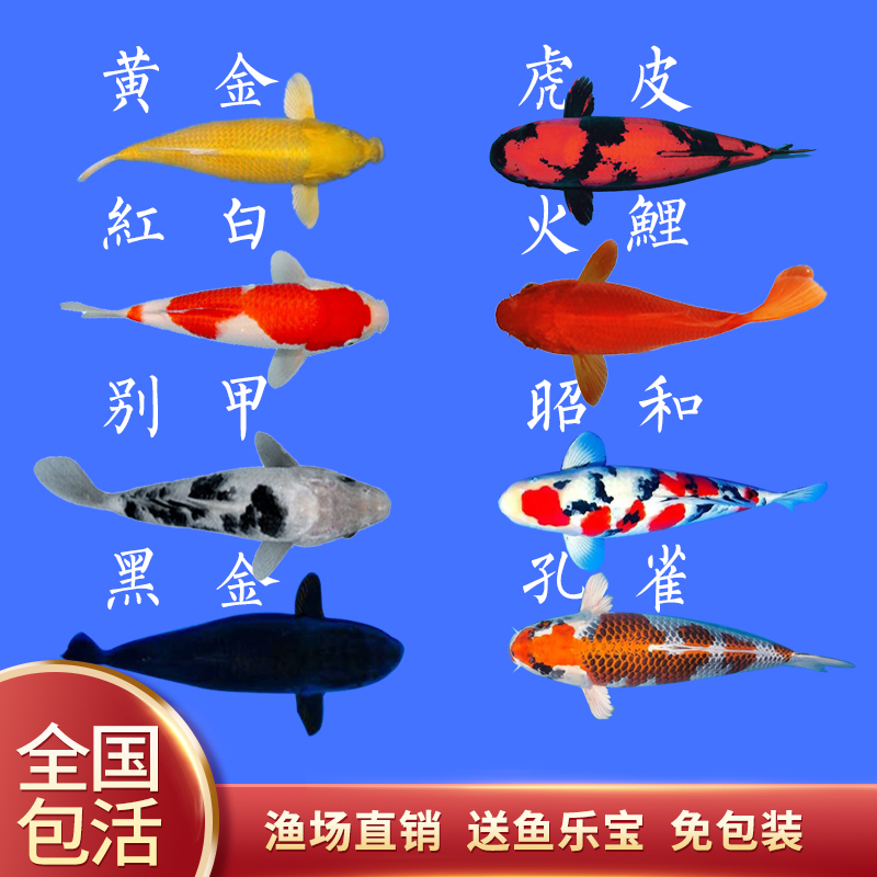冷水观赏鱼日本纯种锦鲤鱼淡水鱼大正昭和红白黄金锦鲤招财鱼包邮