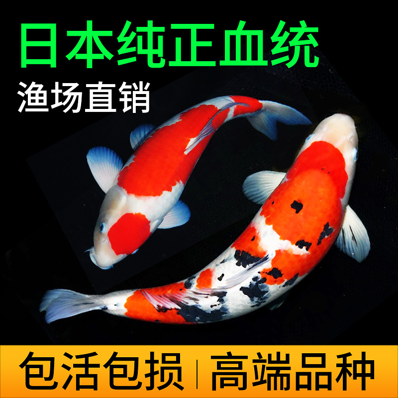 疯狂水草锦鲤鱼活鱼冷水观赏鱼日本纯种精品大正三色红白黄金昭和