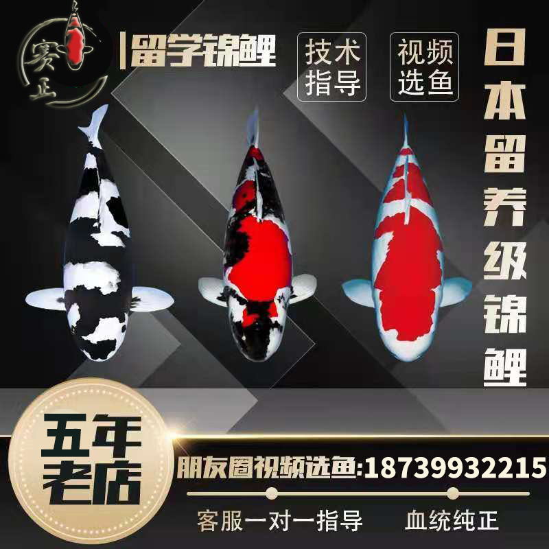 进口血统纯种可大型化锦鲤两选后红白大正观昭和赏鱼广温锦鲤鱼
