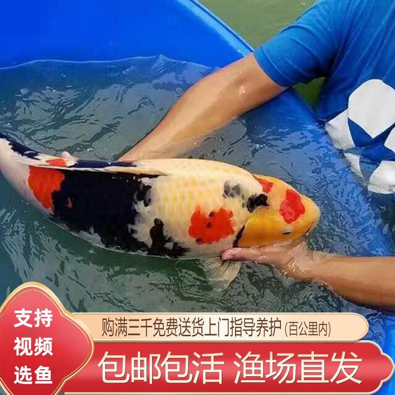 纯种锦鲤鱼活鱼日本锦鲤观赏鱼红白大正三色昭和淡水鱼冷水鱼大型