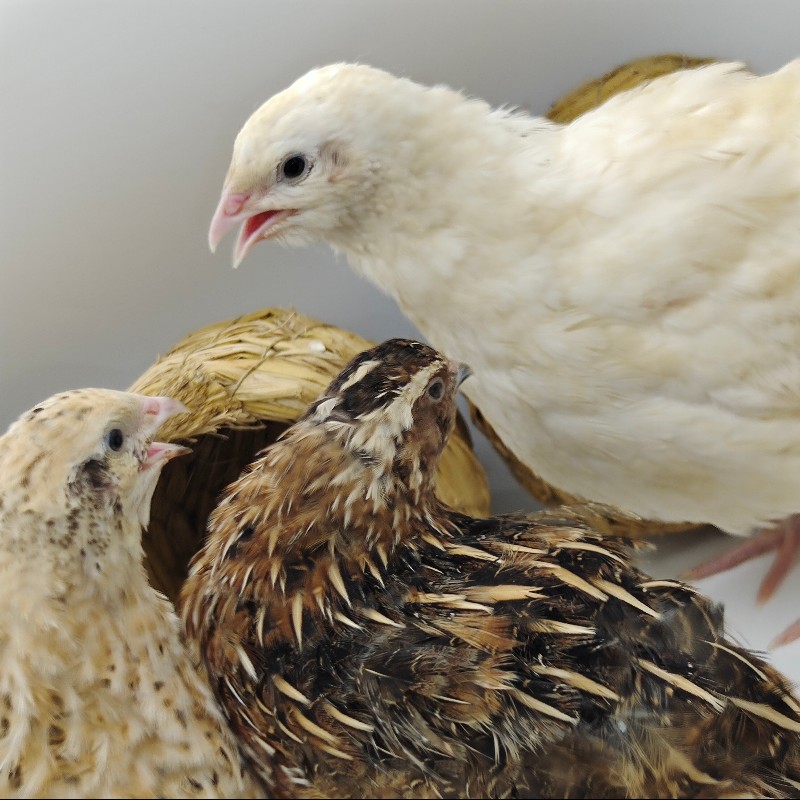 肉鹌鹑受精蛋可孵化种蛋莎维麦脱法巨非洲黑白莎维鹌鹑鸟孵化种蛋