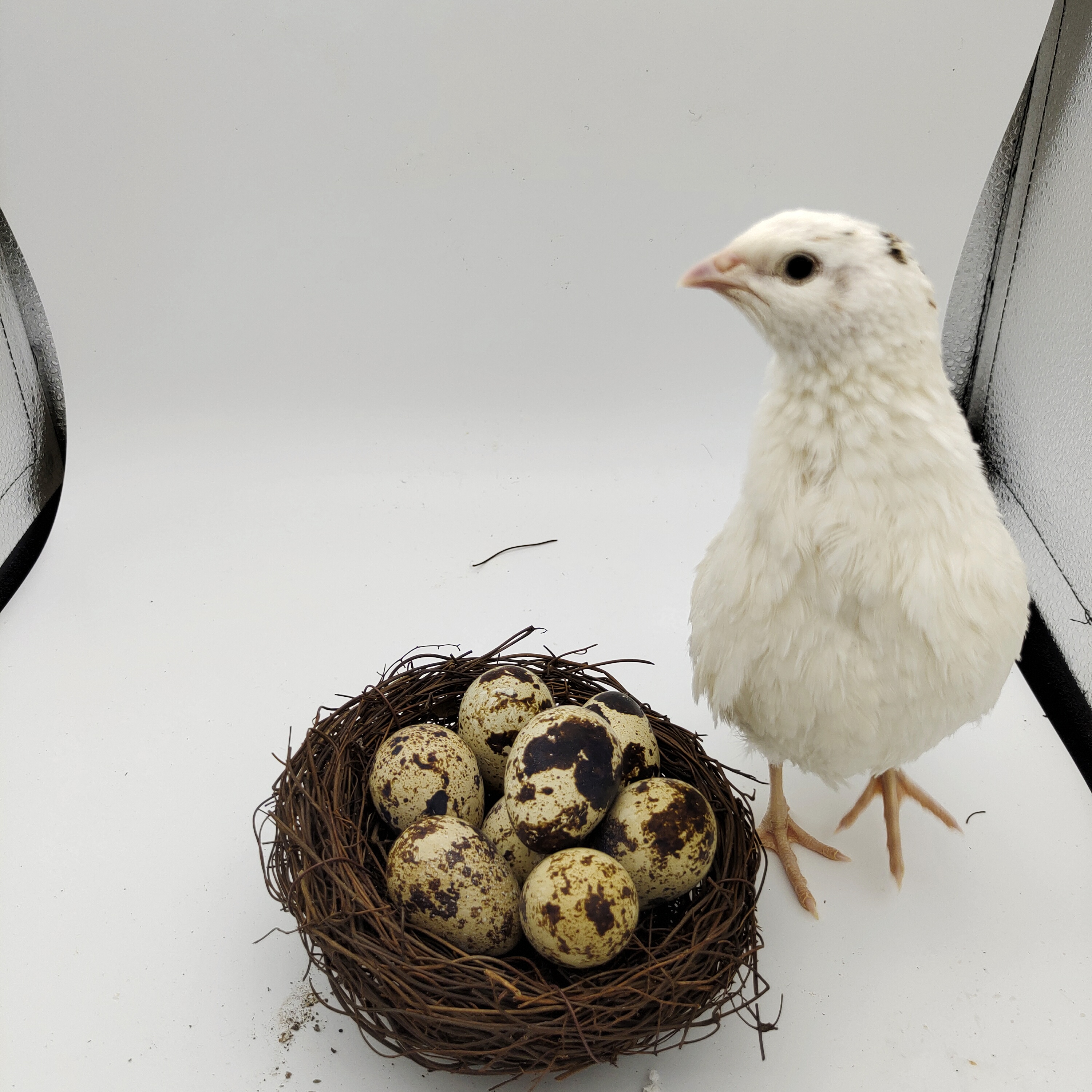 白莎维鹌鹑受精蛋非洲黑鹌鹑种蛋大肉巨型鹌鹑受精蛋种蛋可孵化蛋