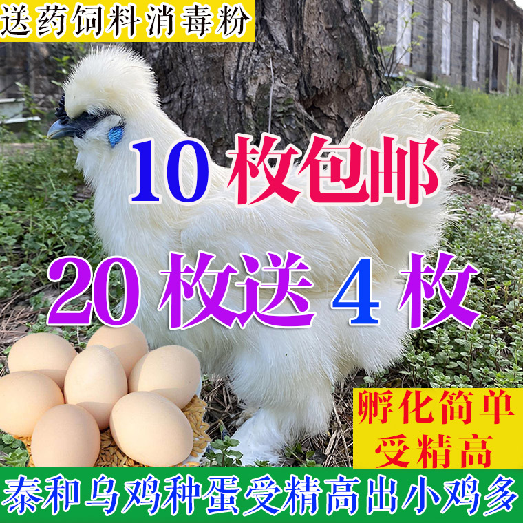 泰和乌鸡受精蛋10个包邮种蛋江西白凤乌骨鸡五黑绿壳可孵化小鸡苗