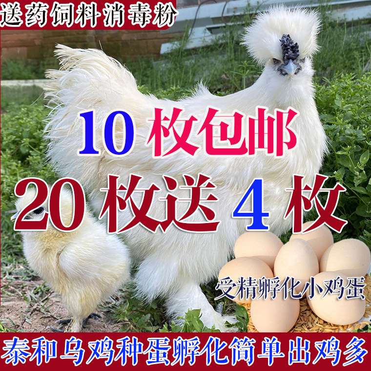 正宗泰和乌鸡受精孵化种蛋白凤乌骨鸡受精卵非五黑乌鸡小鸡苗包邮