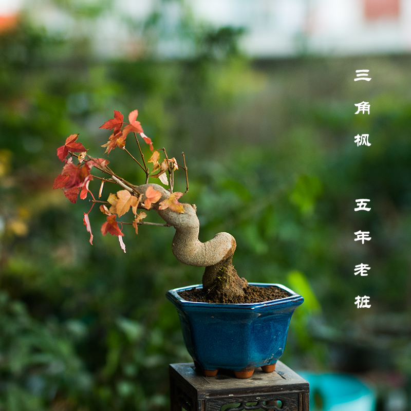 唐枫盆栽植物书房茶台办公桌三角枫造型盆景阳台老桩绿植观叶好养