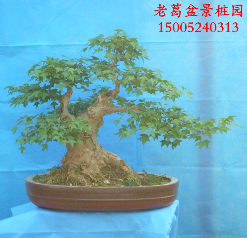 小叶三角枫盆景树桩实物 树型好跟不好 枫树盆景
