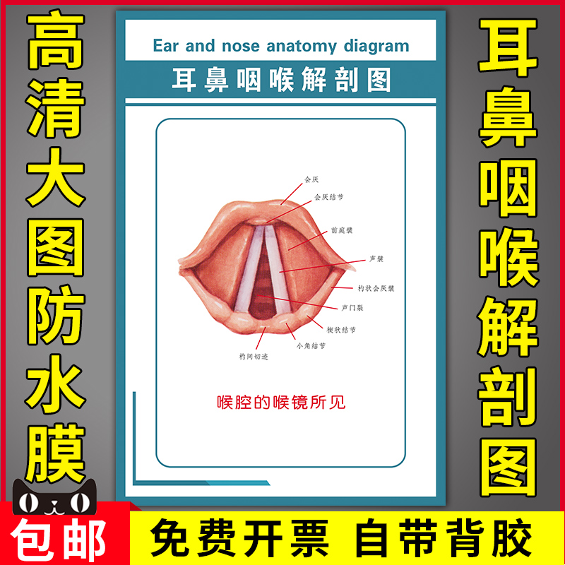 喉腔解剖