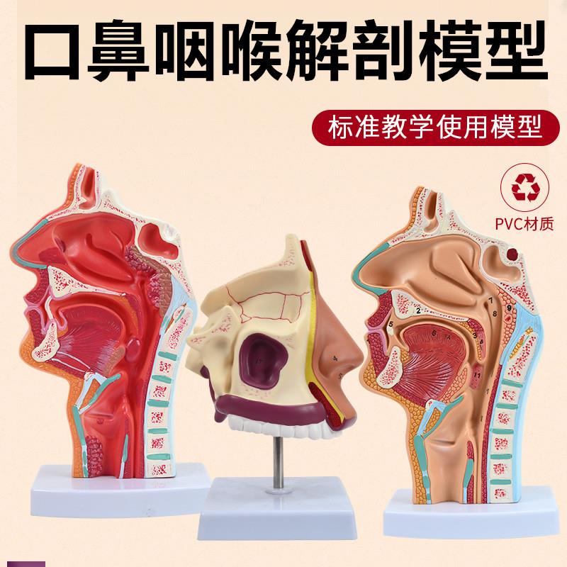咽喉解剖模型i咽腔鼻腔口模型喉腔口腔N人体鼻咽口腔纵切