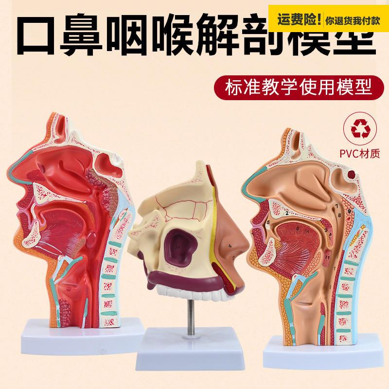 .咽喉解剖模型咽腔鼻腔口模型喉腔口腔人体鼻咽口腔纵切模