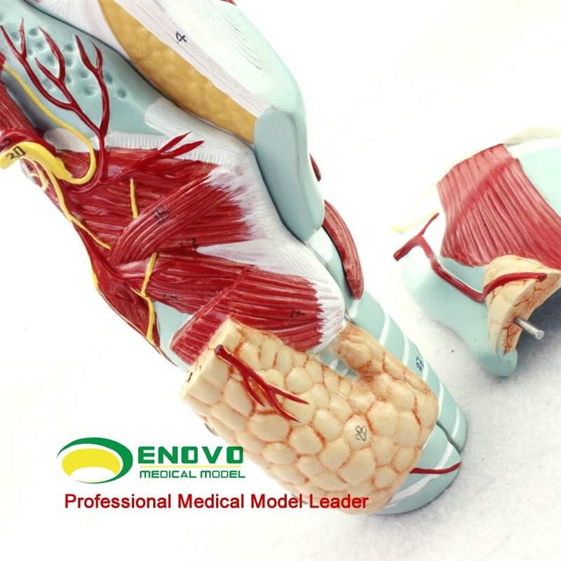 现货速发医学人体喉模型喉肌喉软骨喉腔解剖耳鼻喉科医学模型