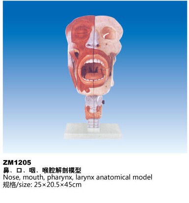 ZM1205鼻.口.咽.喉腔解剖模型