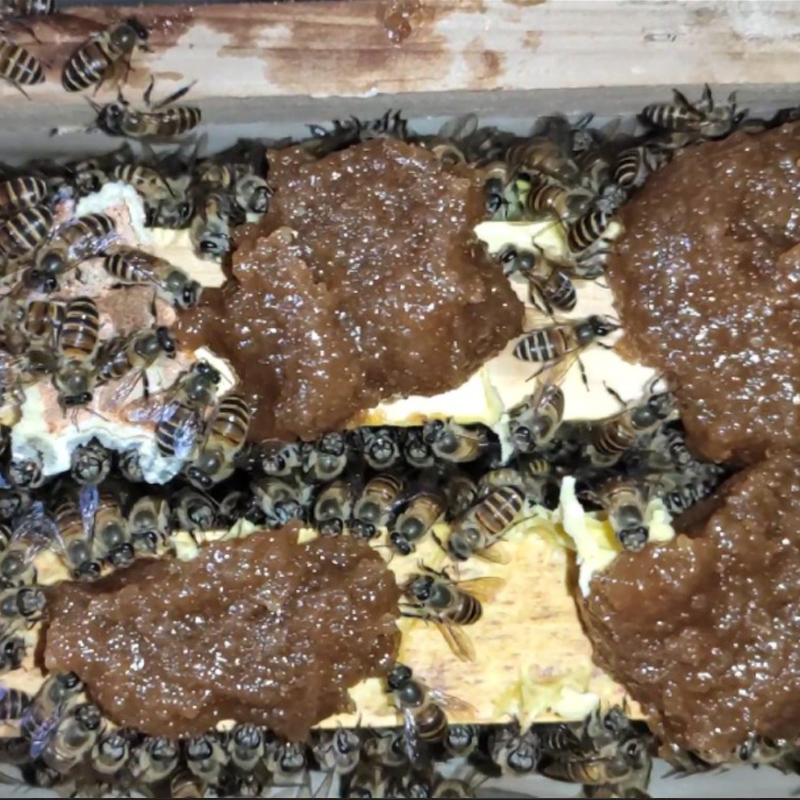 花粉浆中蜂发酵蜂粮秋繁蜜蜂饲料度夏春繁秋天繁蜂用的花粉浆