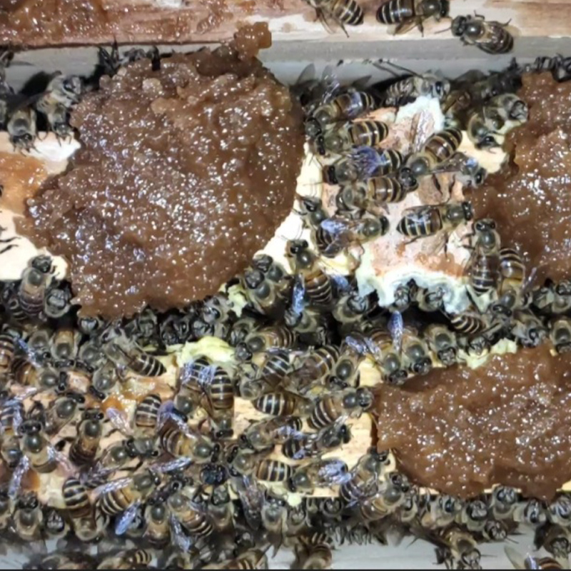 花粉浆发酵蜂粮春天繁蜂蜜蜂饲料真过瘾花粉浆养蜂喂蜂蜂用花粉浆