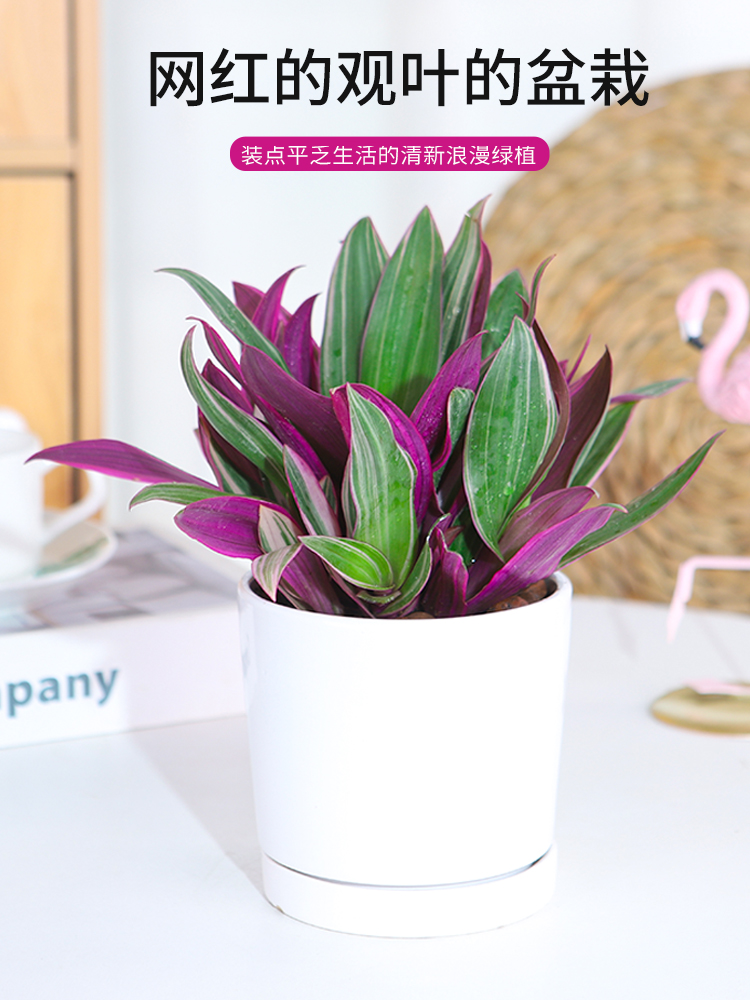 紫露兰盆栽室内植物花卉好养油画吊兰客厅净化空气小绿植四季常青