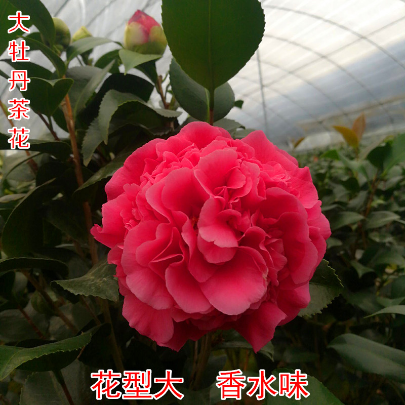 克瑞墨大牡丹茶花盆栽带香水味花苞美国浓香巨型山茶花卉植物庭院
