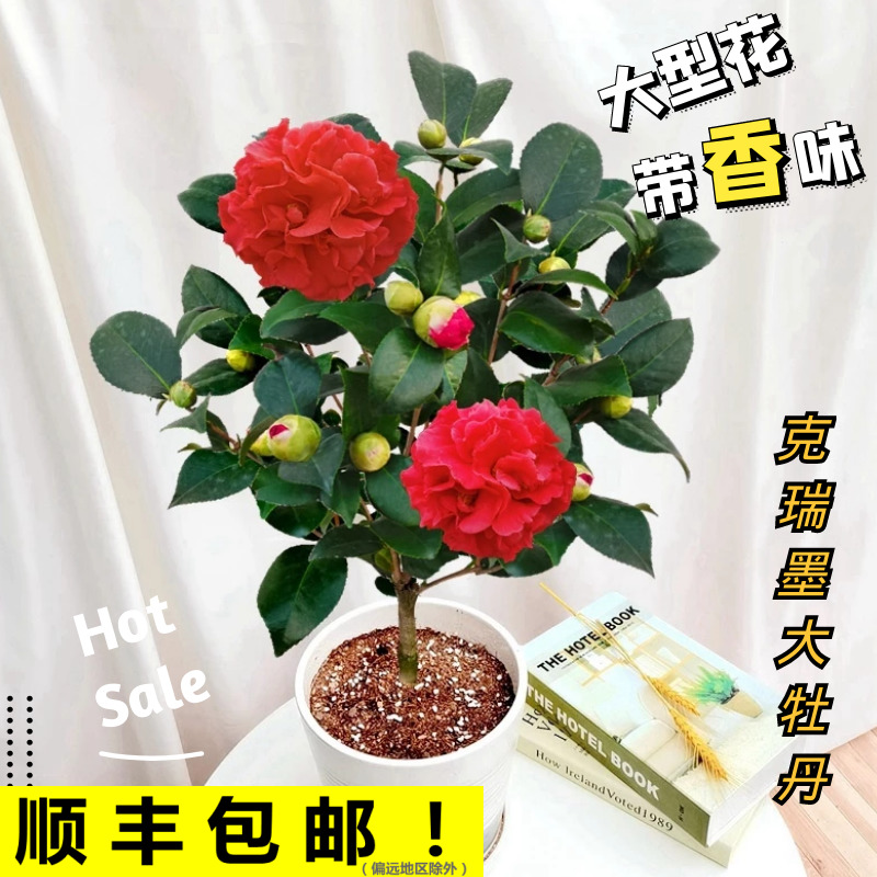 克瑞墨大牡丹茶花盆栽树苗红香妃大花型带香味阳台花卉植物室内花