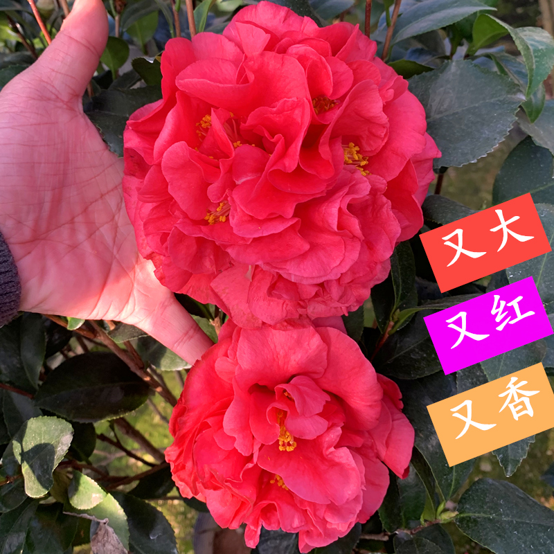 克瑞墨大牡丹香水茶花巨大花浓香型大红色型品种山茶年宵花卉名贵