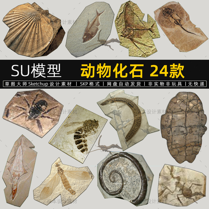 SU模型动物化石昆虫鱼历史博物馆古生物收藏sketchup素材草图大师