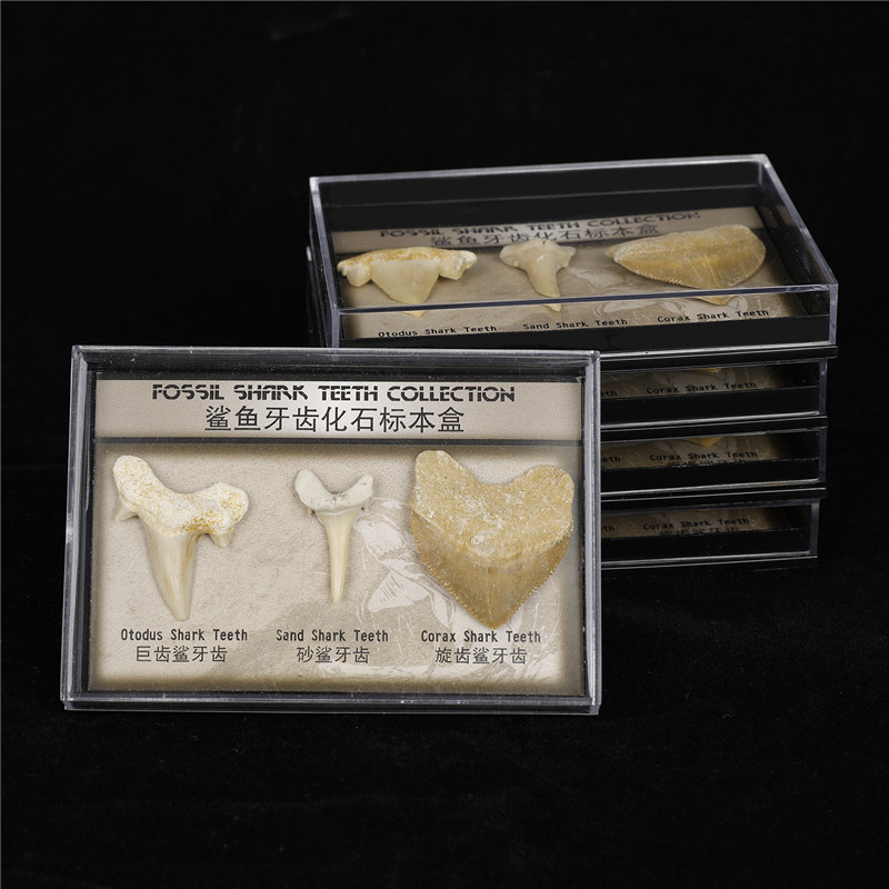 博物馆科普3颗鲨鱼牙齿化石盒巨齿鲨鱼牙古生物化石原石学生礼物