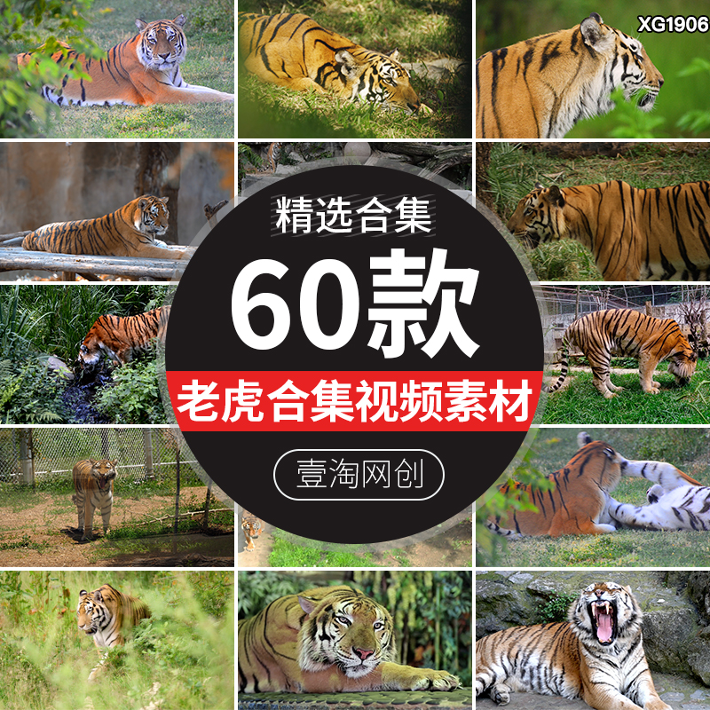 老虎野生动物丛林东北虎特写猛兽凶猛白虎动物园实拍高清视频素材