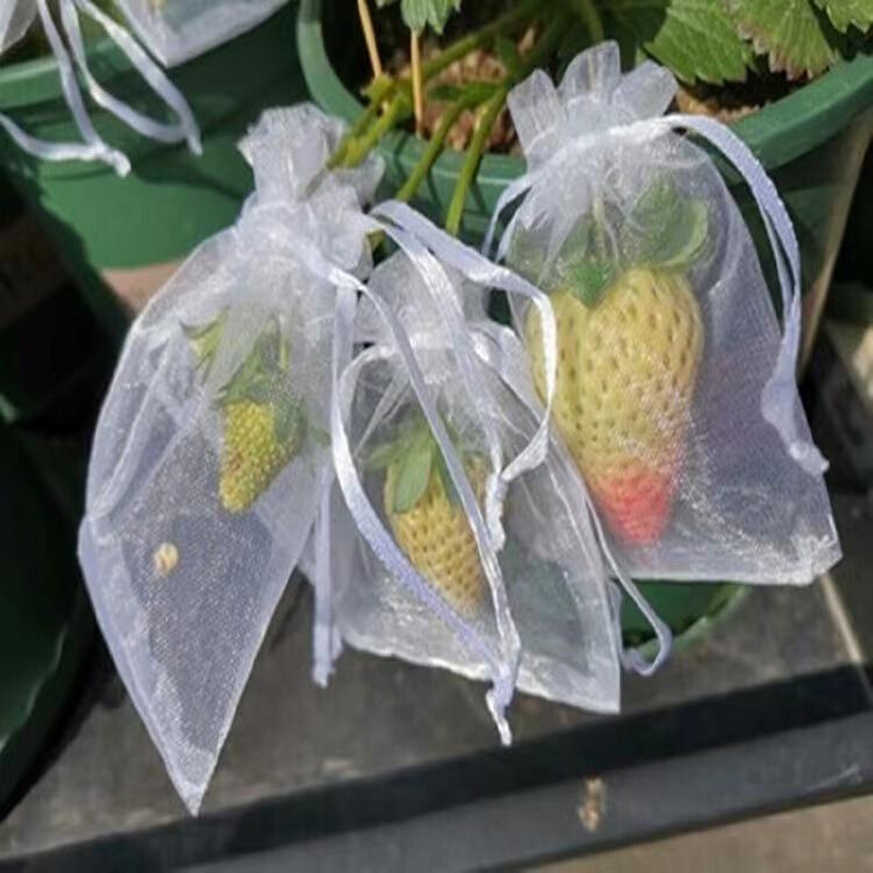 草莓果实套袋水果保护袋防鸟防虫网袋纱袋透气番茄无新疆西藏专链