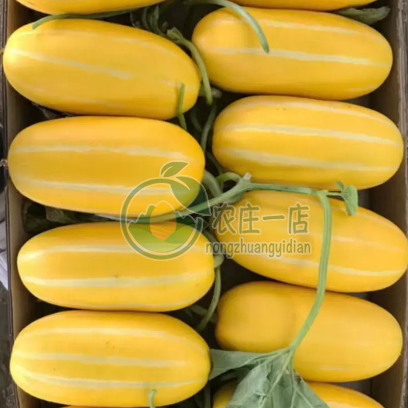 黄金蜜甜瓜种子高产老品种薄皮香瓜种籽春季四季蔬菜水果种孑超甜