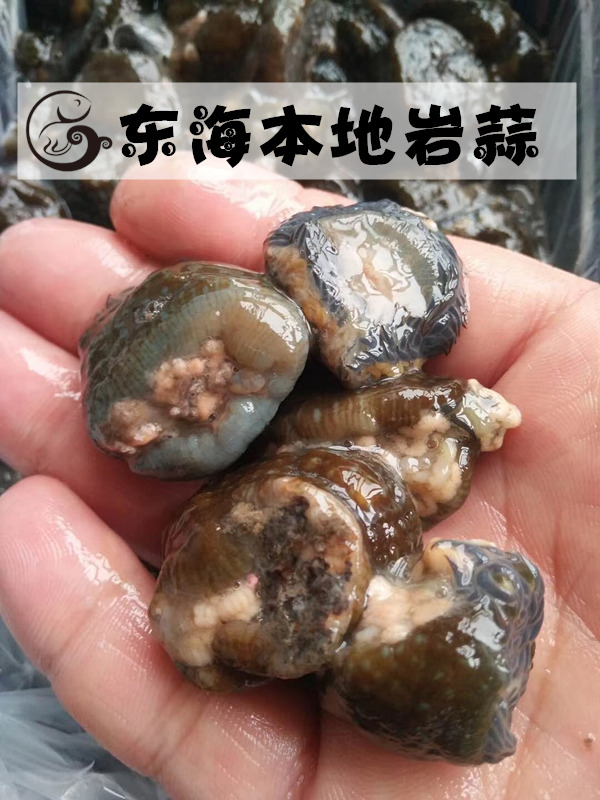 福建霞浦东海纯野生岩蒜 海鲜水产 礁石缝里现挖的 500g 生鲜鲜活