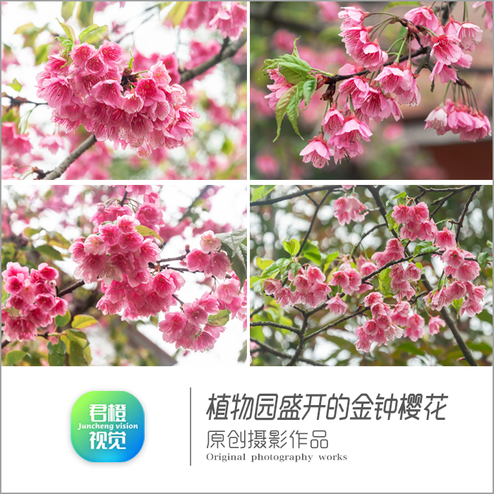 原创摄影植物园高盆樱花朵花卉设计素材照片图片风景电脑手机壁纸