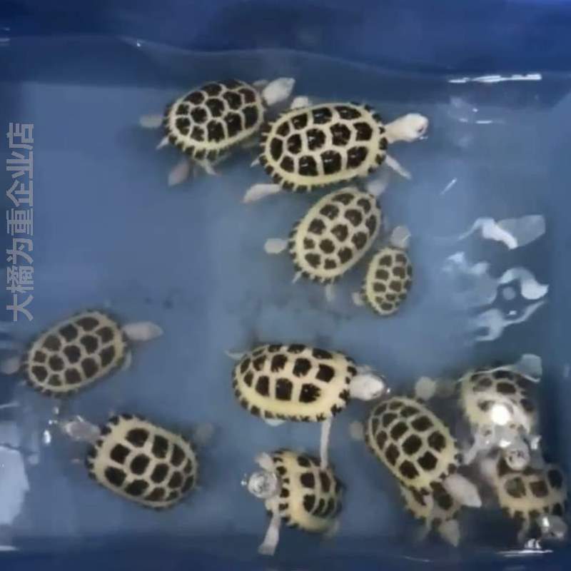 龟深水热带龟龟龟鱼缸龟斑点龟宠物龟新手观赏粪清洁深水吃互动?