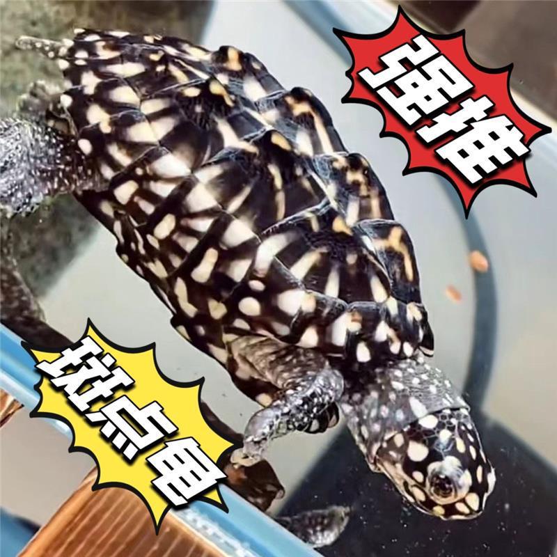 深水龟热带斑点龟观赏宠物龟吃粪龟鱼缸清洁龟新手互动龟浅水龟
