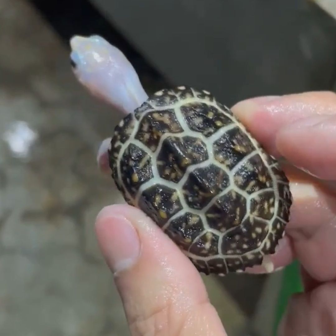 深水龟热带斑点龟观赏宠物龟吃粪龟鱼缸清洁龟新手互动龟深水龟