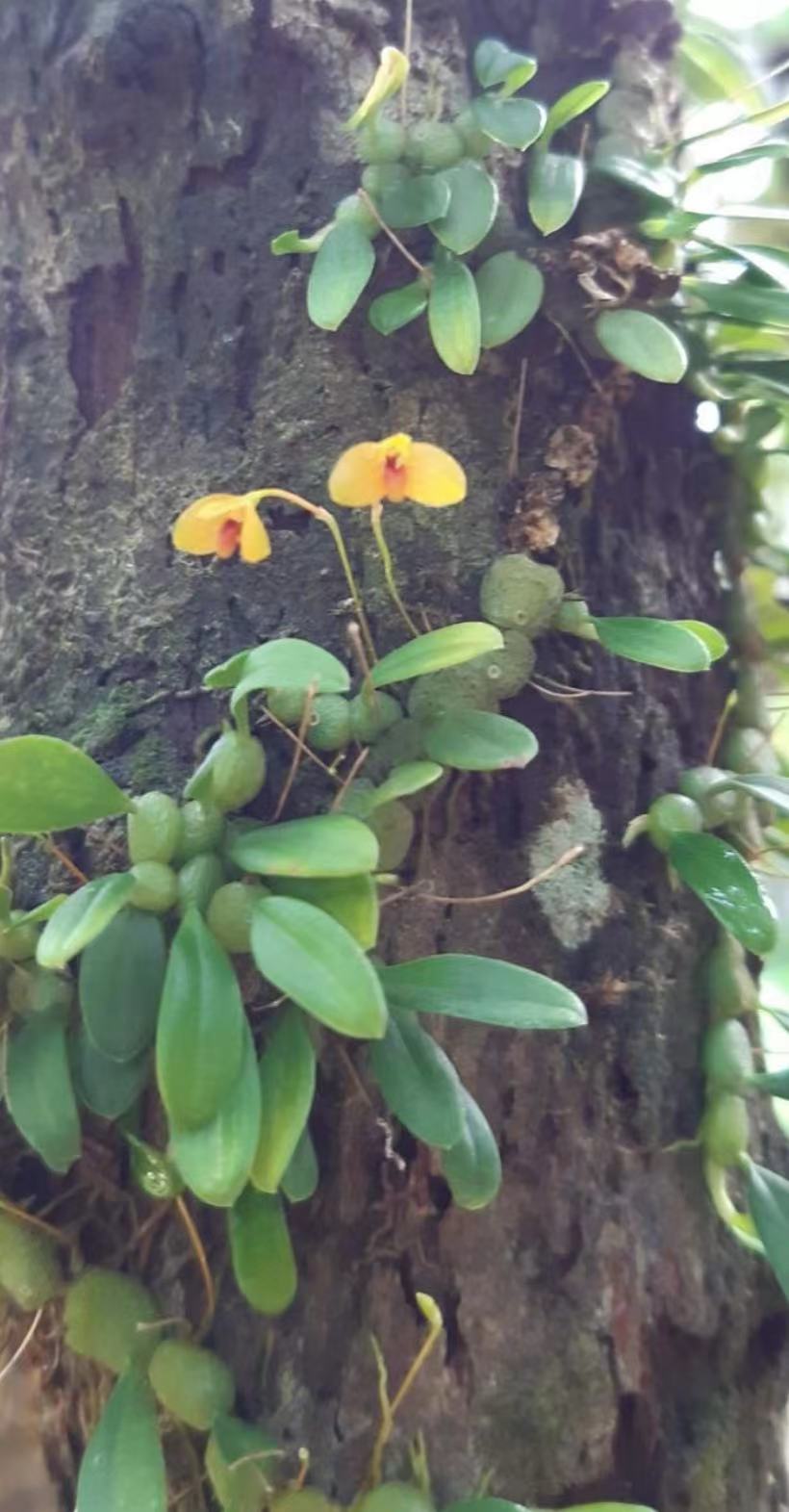 普洱石豆兰Bulbophyllum didymotripis一板